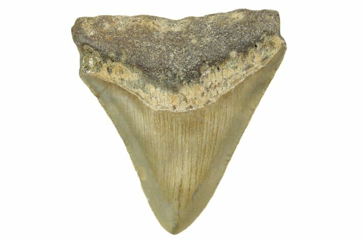 Juvenile Megalodon Tooth - North Carolina #377042